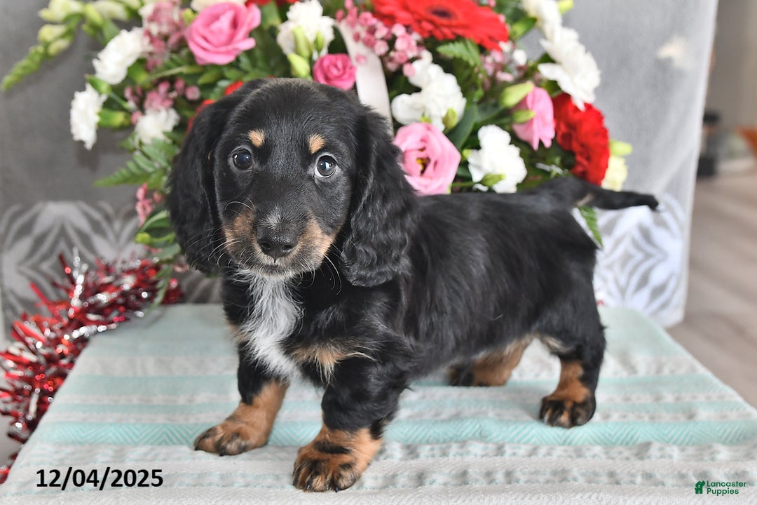 Miniature Dachshund dogs for sale: Jackson - Ad 5