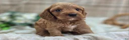Cockapoo dogs for sale: Cashmere - Ad 13
