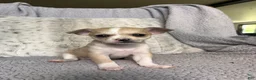 Chihuahua dogs for sale: Willow Rose - Ad 3