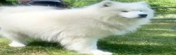 Samoyed dogs for sale: Samoyed 1 - Ad 6