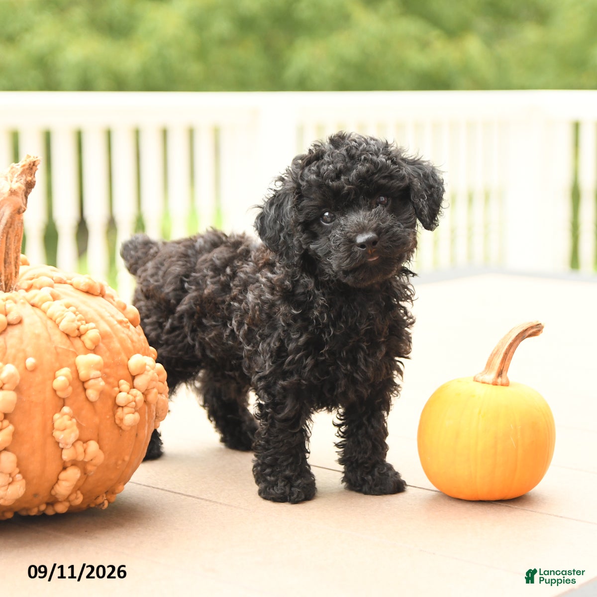 Miniature Poodle dogs for sale: Pepper - Ad 2