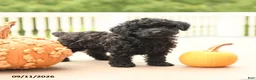 Miniature Poodle dogs for sale: Pepper - Ad 1