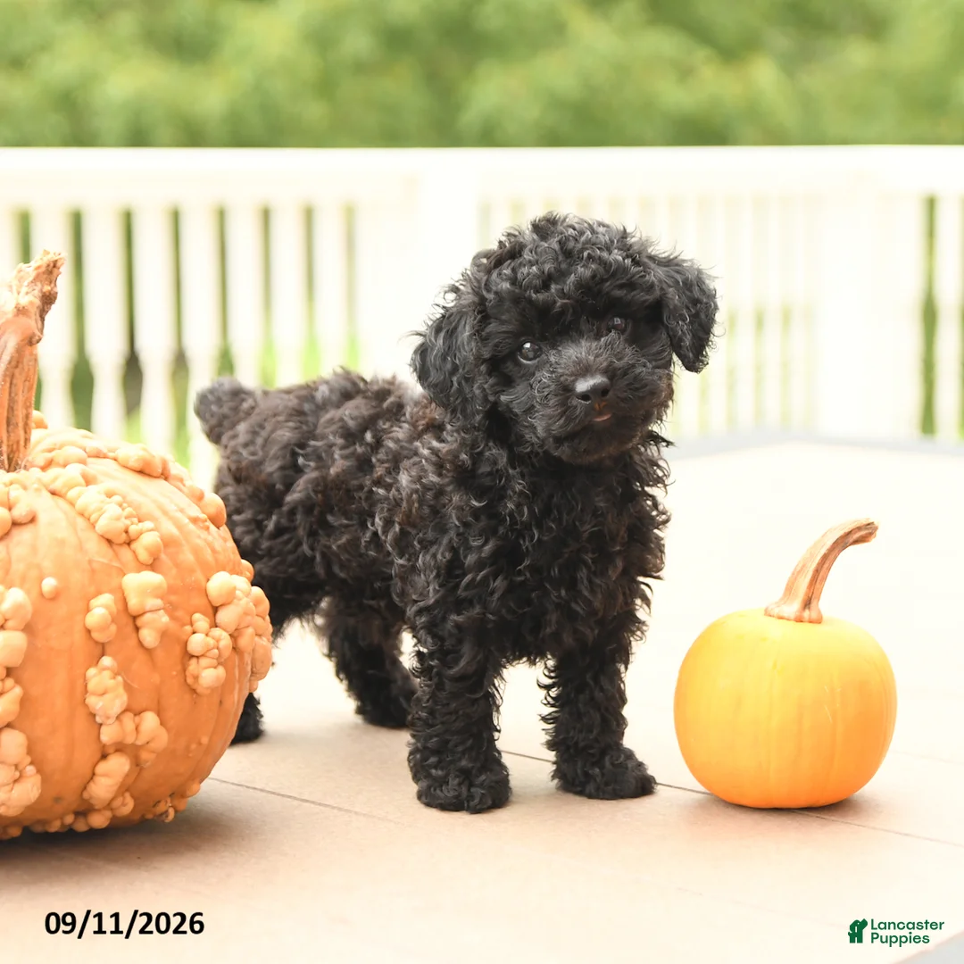 Miniature Poodle dogs for sale: Pepper - Ad 1