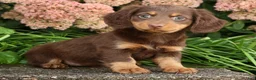Miniature Dachshund dogs for sale: Daisy - Ad 8