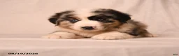 Miniature Australian Shepherd dogs for sale: Payton - Ad 5