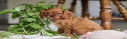 Cavalier King Charles Spaniel dogs for sale: Cleo - Ad 3