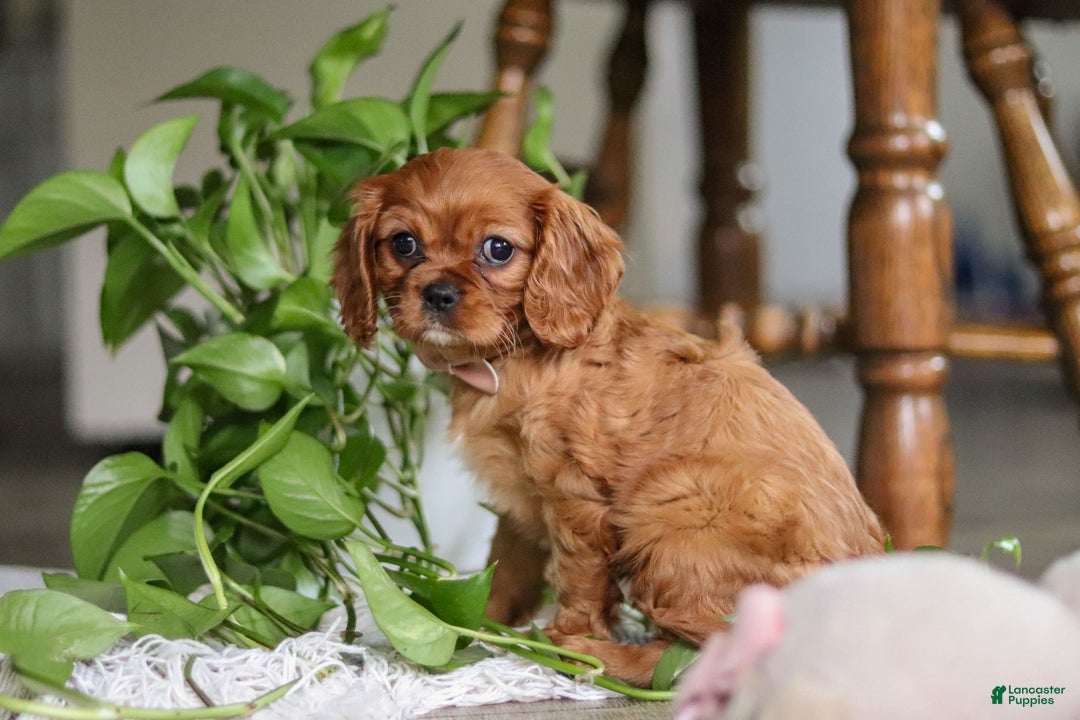 Cavalier King Charles Spaniel dogs for sale: Cleo - Ad 3
