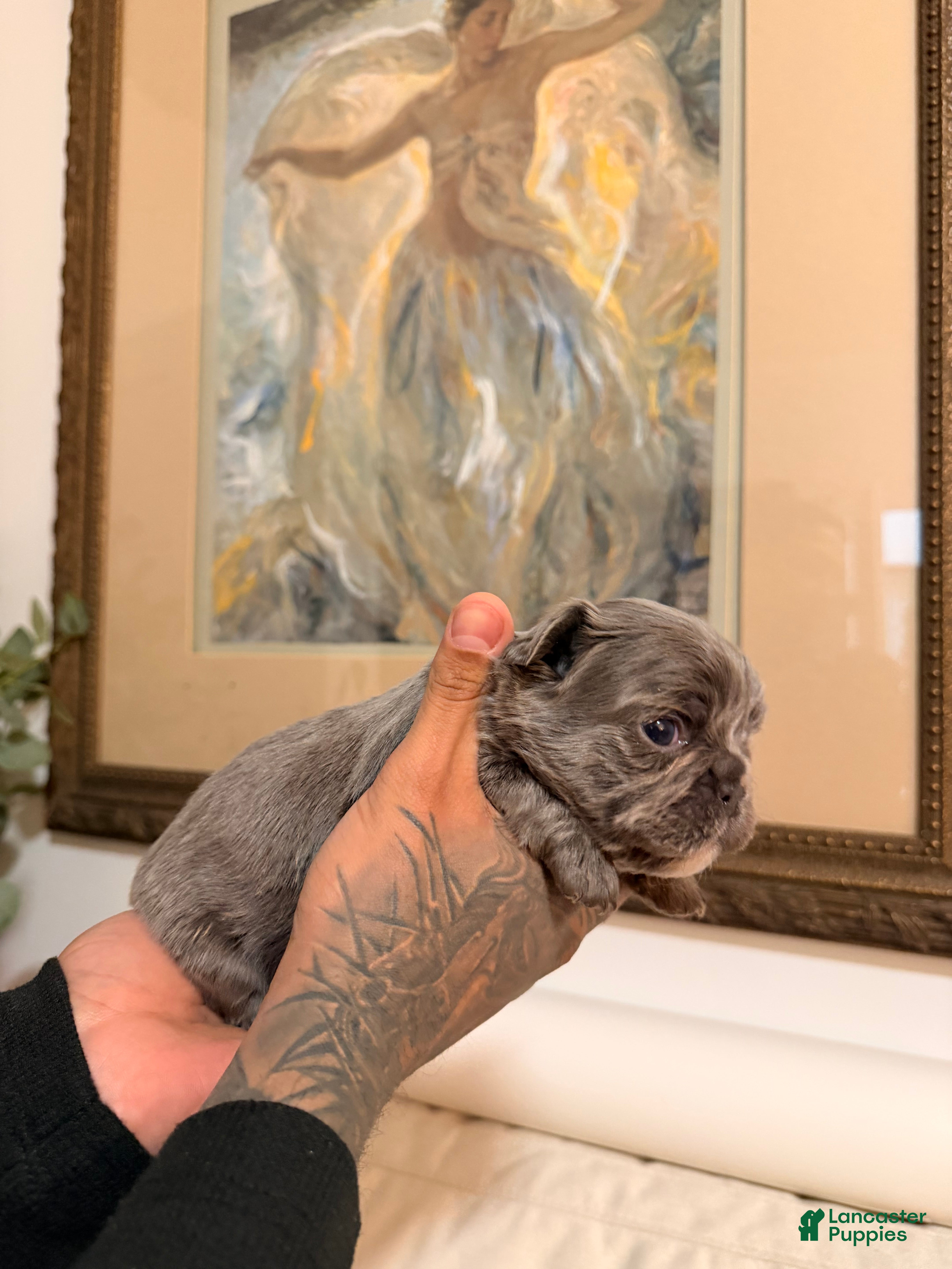 French Bulldog dogs Bubbles - Ad 1