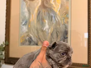 French Bulldog dogs for sale: Bubbles - Ad 3