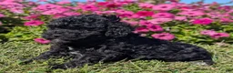 Toy Poodle dogs for sale: Oreo - Ad 4