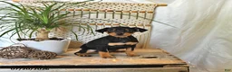 Miniature Pinscher dogs for sale: Bella   - Ad 4