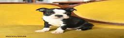 Boston Terrier dogs for sale: Roxie - Ad 4