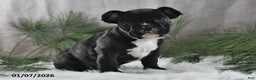 French Bulldog dogs for sale: Cindy - Ad 5
