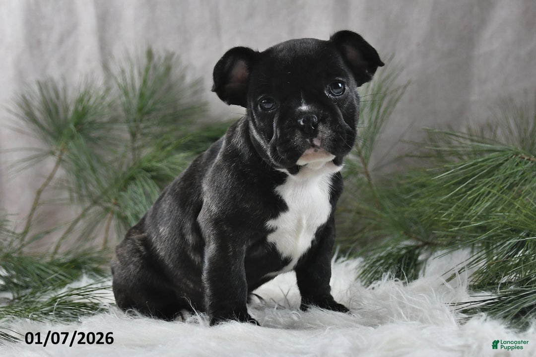 French Bulldog dogs for sale: Cindy - Ad 5