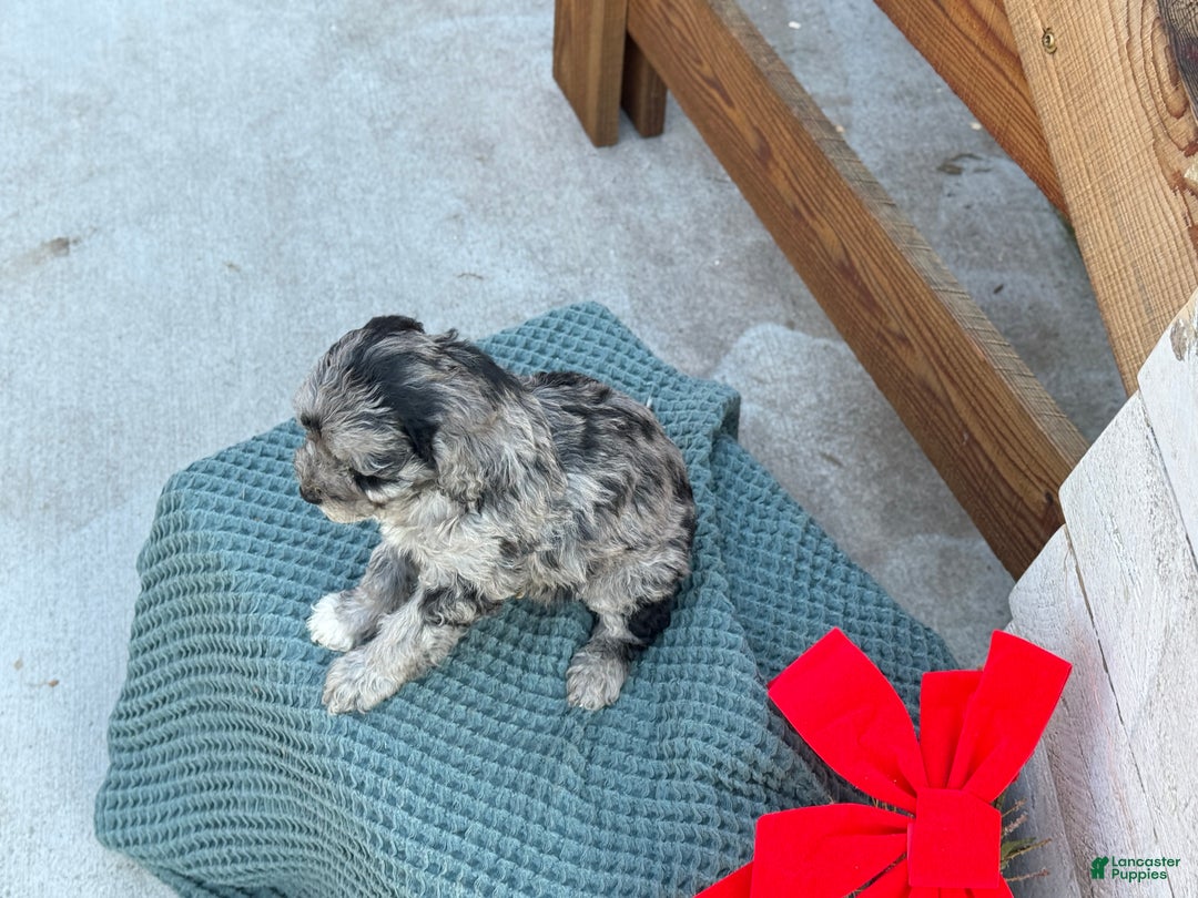 Bichpoo dogs for sale: Alvin - Ad 10