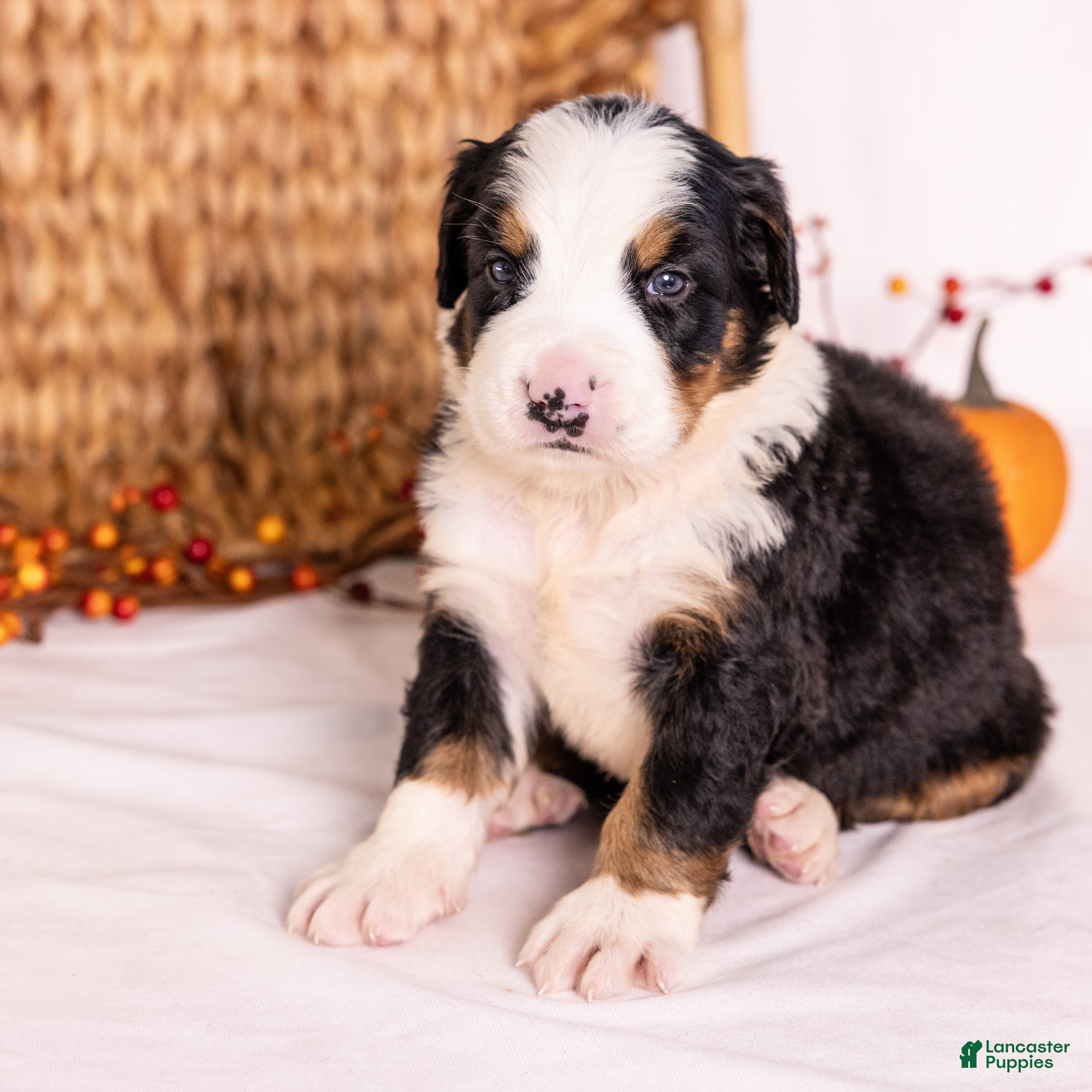 Bernese Mountain Dog dogs Ringo - Ad 2