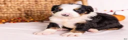 Bernese Mountain Dog dogs for sale: Ringo - Ad 2