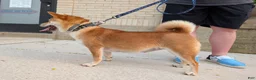 Shiba Inu dogs for sale: Ruby - Ad 3