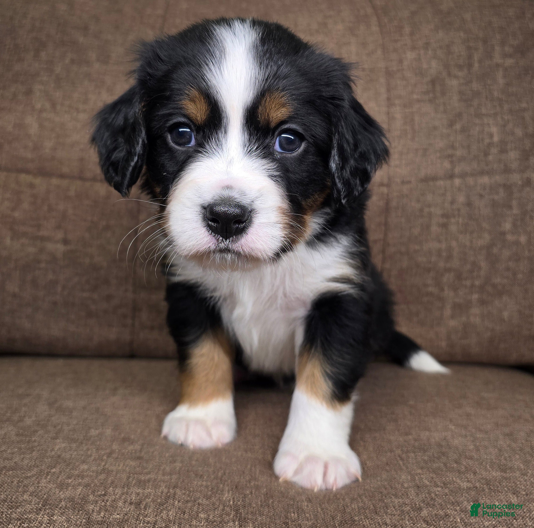 Miniature Bernese Mountain Dog dogs Oslo - Ad 1