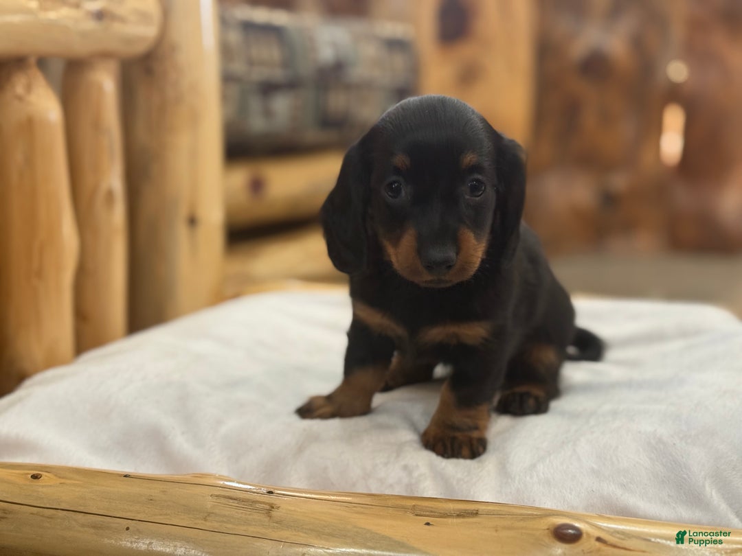 Miniature Dachshund dogs for sale: Pixie - Ad 9