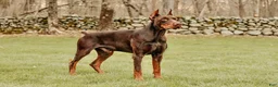 Doberman Pinscher dogs for sale: Zara AKC European Doberman HUGE - Ad 8