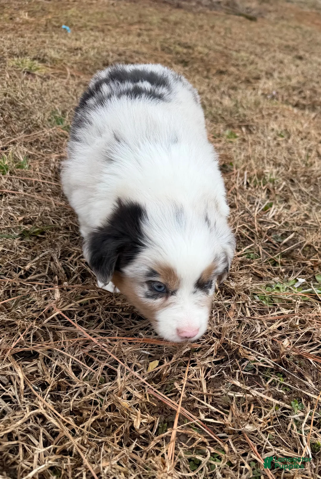 Australian Shepherd dogs for sale: Prince - Ad 2