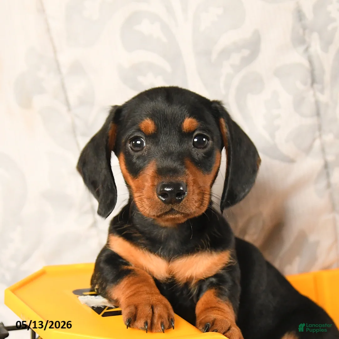 Miniature Dachshund dogs for sale: Lewis - Ad 5