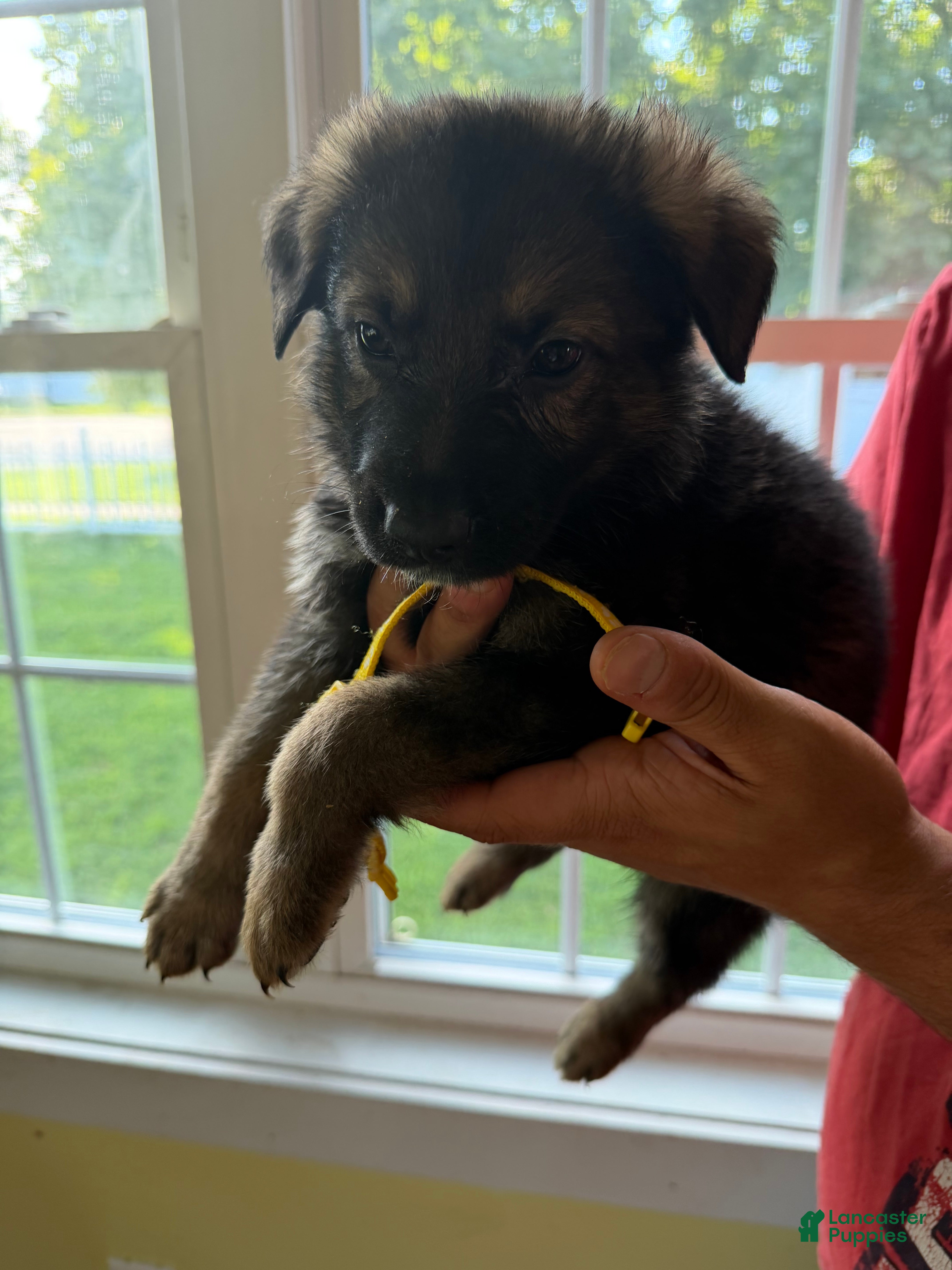 German Shepherd dogs German Shepherd 2 - Ad 16
