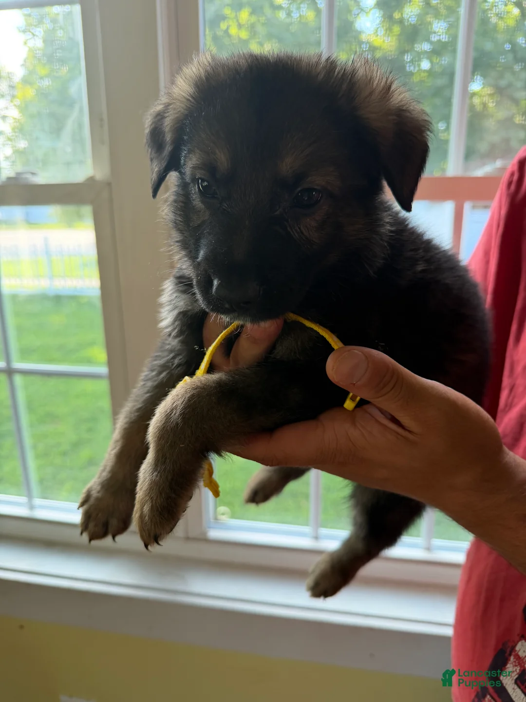 German Shepherd dogs for sale: German Shepherd 2 - Ad 1