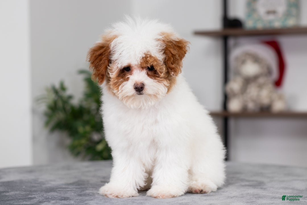 Miniature Poodle dogs for sale: Camilla - Ad 4