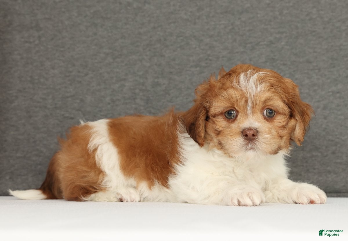 Shih Tzu dogs Elon - Ad 19