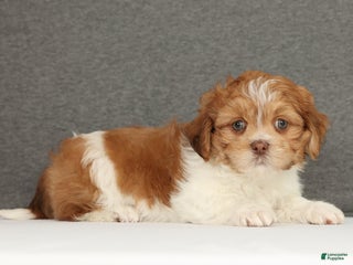 Shih Tzu dogs Elon - Ad 11