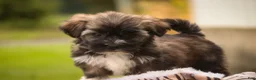 Havanese dogs for sale: Blitz Havanese  - Ad 9