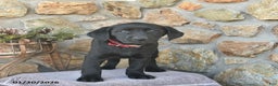 Labrador Retriever dogs for sale: Jordan  - Ad 4