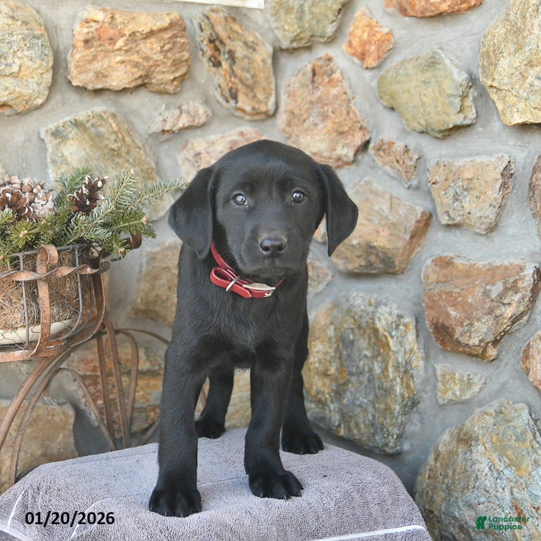 Labrador Retriever dogs for sale: Jordan  - Ad 4