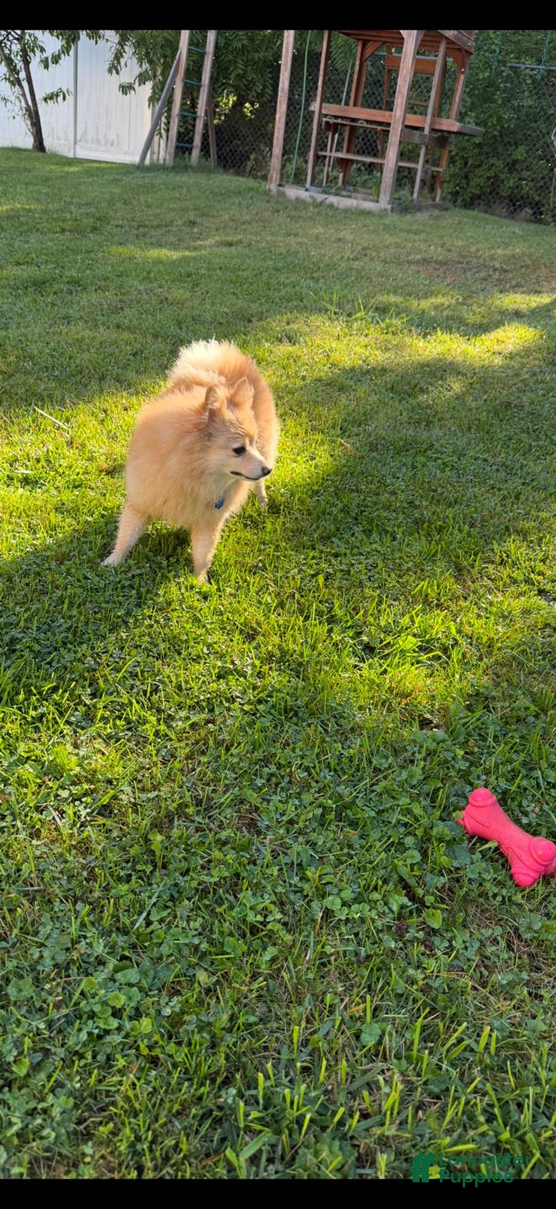 Pomeranian dogs for sale: Pomeranian Puppy 1 - Ad 26