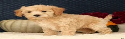 Havapoo dogs for sale: Rachel - Ad 4
