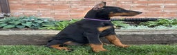 Doberman Pinscher dogs for sale: Selene - Ad 23