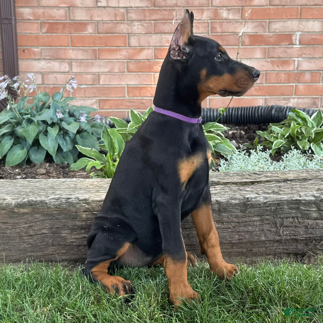 Doberman Pinscher dogs for sale: Selene - Ad 23