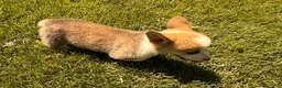 Welsh Corgi Pembroke dogs for sale: Floyd - Ad 5