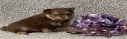 Pomeranian dogs for sale: Tyler - Ad 2