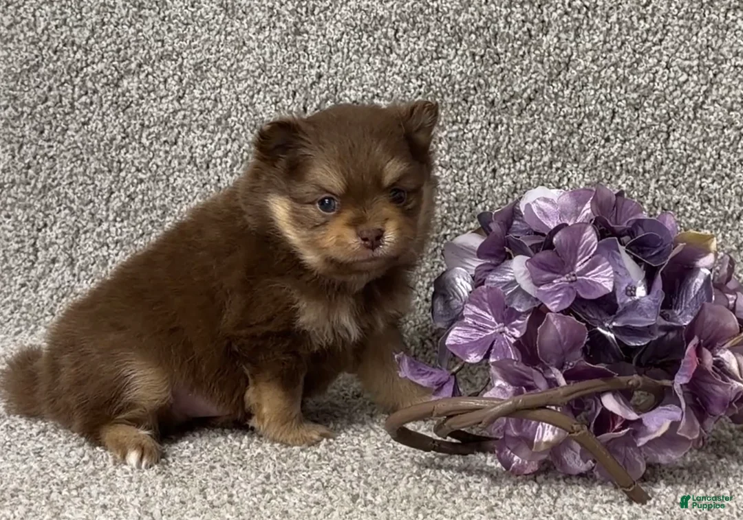 Pomeranian dogs for sale: Tyler - Ad 2