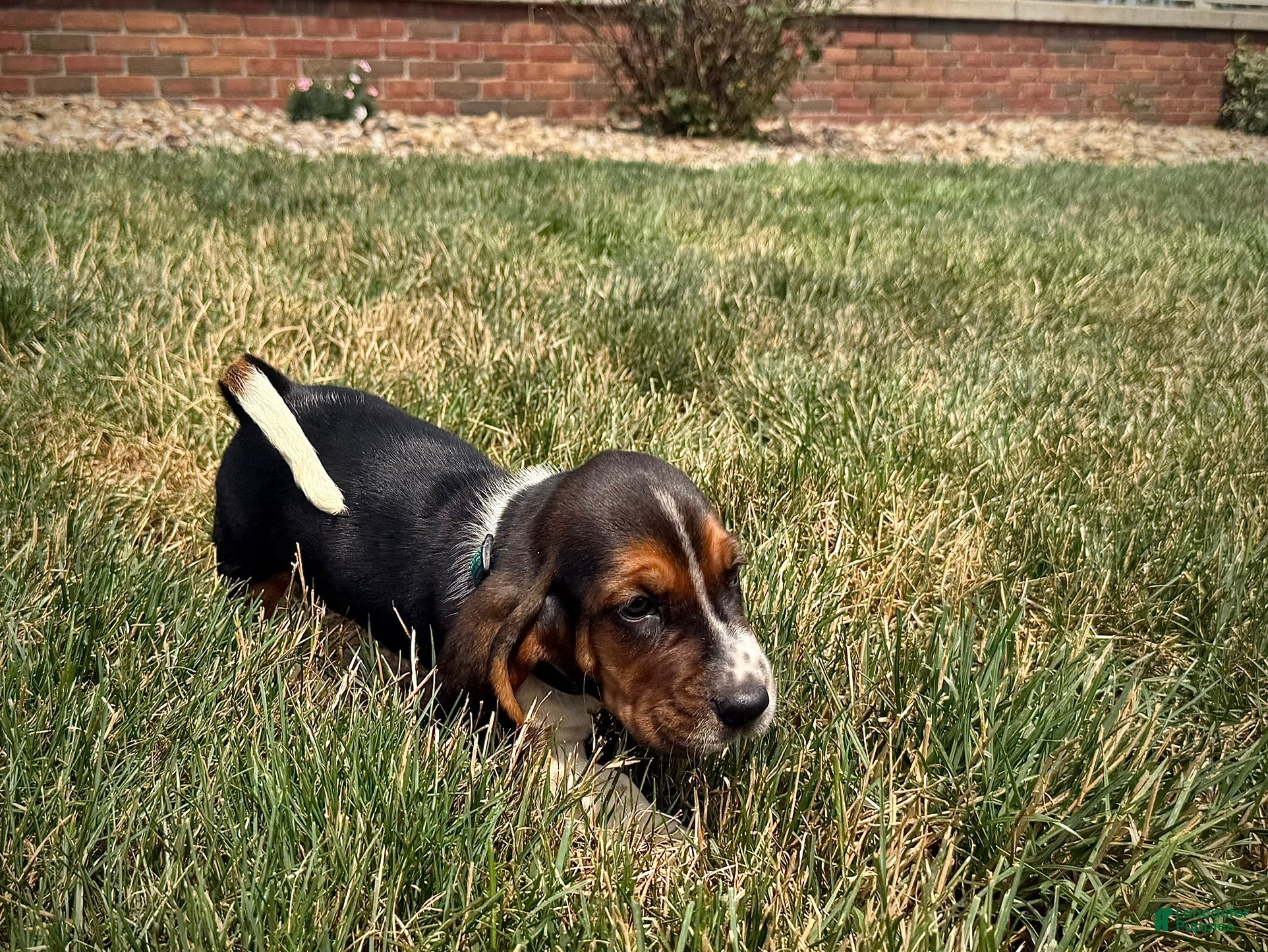 Basset Hound dogs Walter - Ad 2