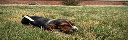 Basset Hound dogs for sale: Walter - Ad 2