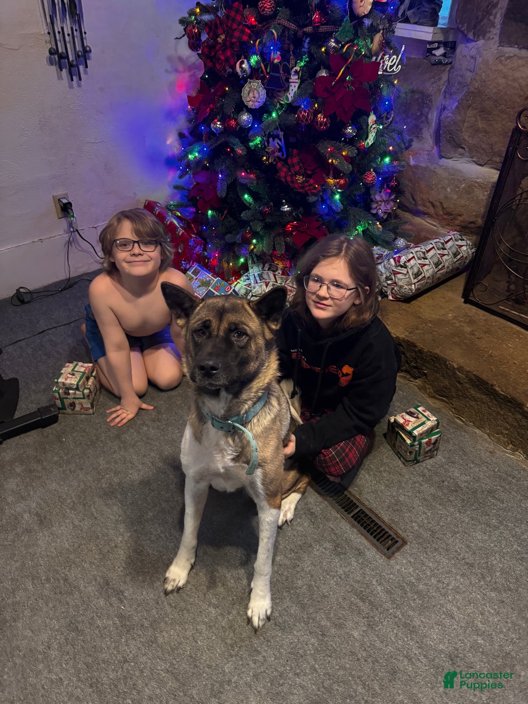 Akita dogs for sale: Akita Puppy 1 - Ad 5