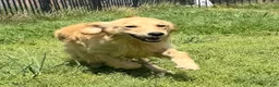 Golden Retriever dogs for sale: Loot - Ad 1