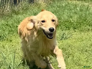 Golden Retriever dogs Loot - Ad 23