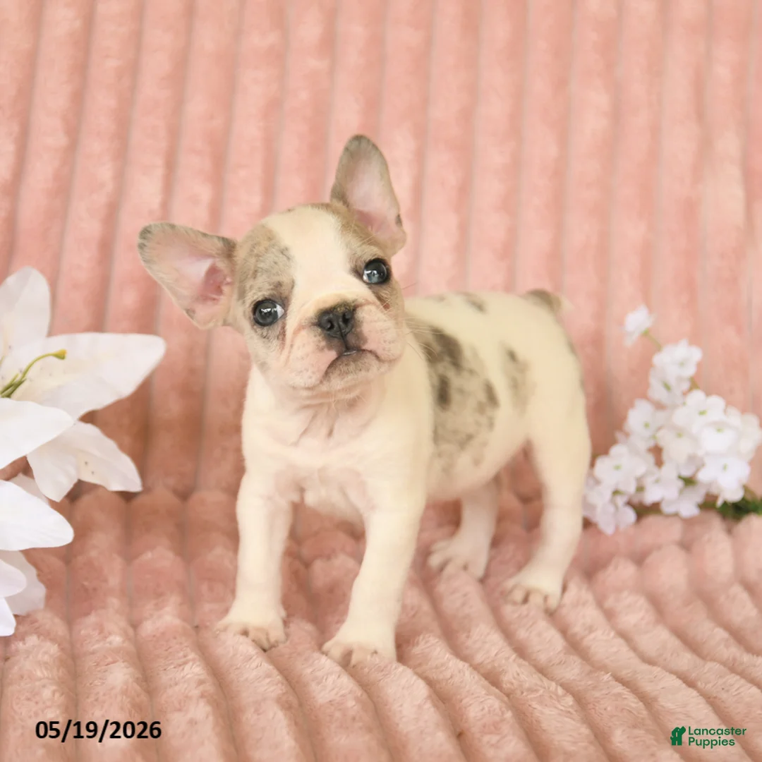 Frenchton dogs for sale: Spencer - Ad 1