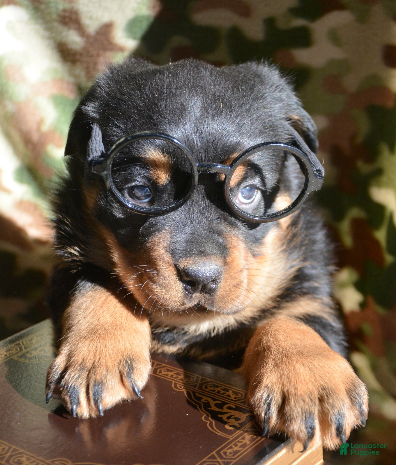 Rottweiler dogs Rottweiler Puppy 1 Rocky - Ad 19