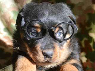 Rottweiler dogs Rottweiler Puppy 1 Rocky - Ad 28